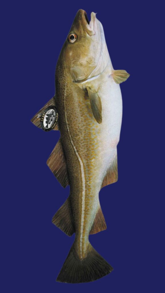 de skrei is een Noorse kabeljauw. Het seizoen loopt tot ergens in maart.