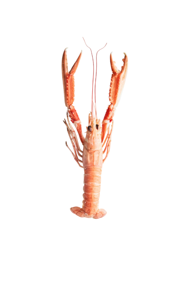 langoustines